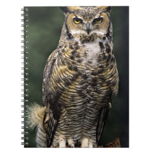 Oehoe (Bubo virginianus), volledig lichaam Notitieboek