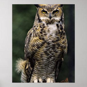 Oehoe (Bubo virginianus), volledig lichaam Poster