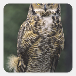 Oehoe (Bubo virginianus), volledig lichaam Vierkante Sticker