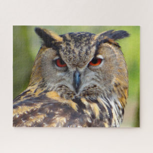 Oehoe-Roofvogel. Legpuzzel