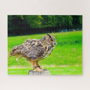 Oehoe-Roofvogel. Legpuzzel