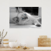 Oeil coloré, poster chaton à poupée (Cuisine)