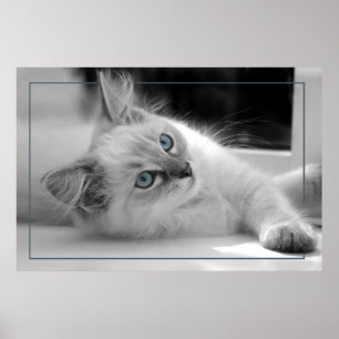 Oeil coloré, poster chaton à poupée