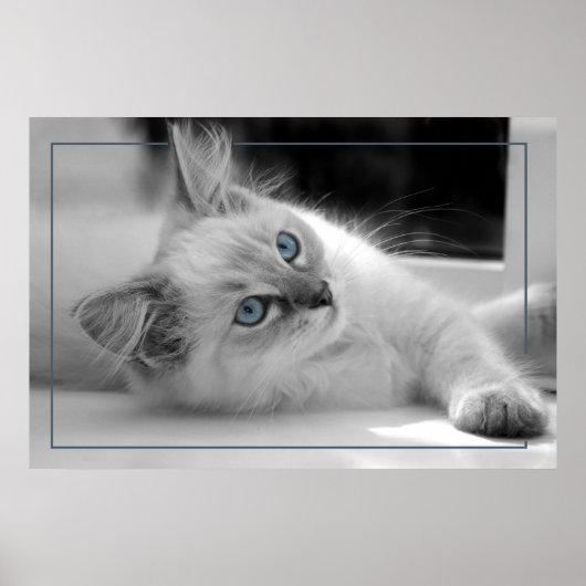 Oeil coloré, poster chaton à poupée (Devant)
