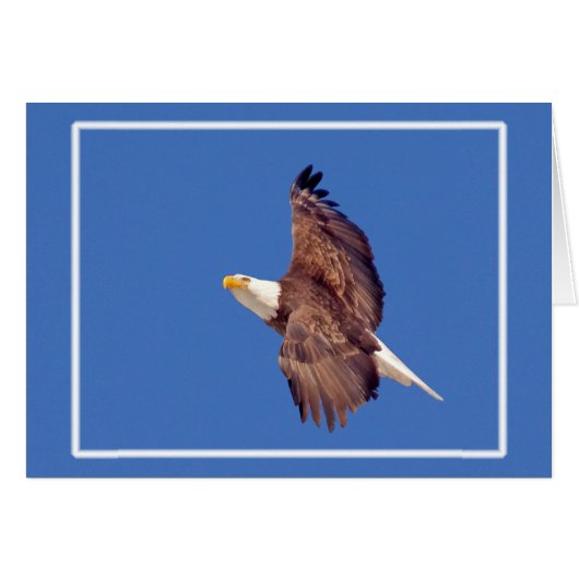 Oeil d'aigle chauve vers le ciel (Devant horizontal)