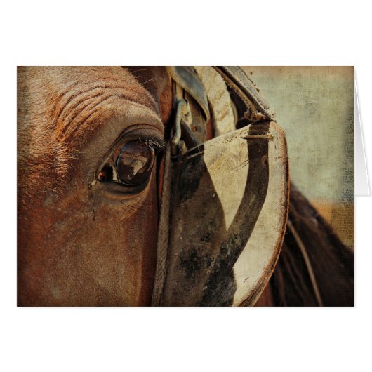 Oeil de Cheval Amish (Devant horizontal)