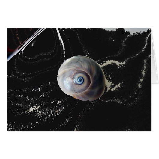 Oeil de requin 2 (Devant horizontal)