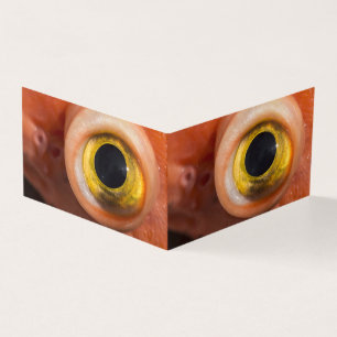 Oeil de sébaste