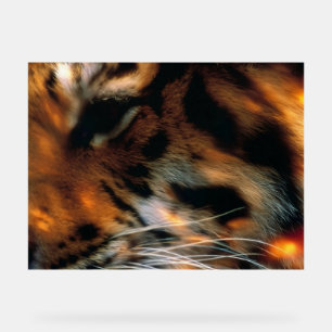 Œil de Tigre Doré Gros Plan Faune