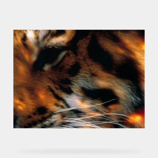 Œil de Tigre Doré Gros Plan Faune (Recto)
