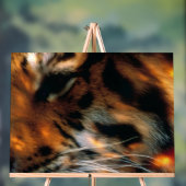 Œil de Tigre Doré Gros Plan Faune (Neutre)