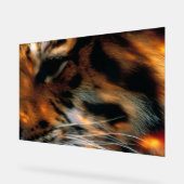Œil de Tigre Doré Gros Plan Faune (Angle)