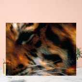 Œil de Tigre Doré Gros Plan Faune (Mariage)