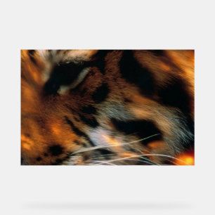 Œil de Tigre Doré Gros Plan Faune