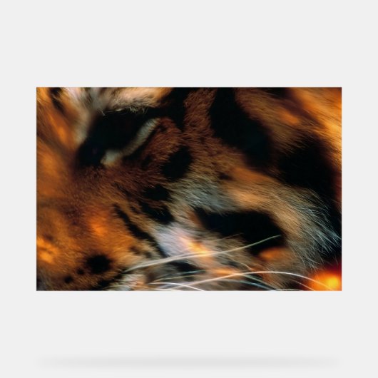 Œil de Tigre Doré Gros Plan Faune (Recto)