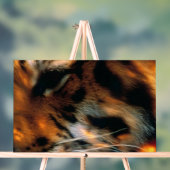 Œil de Tigre Doré Gros Plan Faune (Neutre)