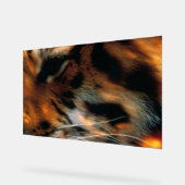 Œil de Tigre Doré Gros Plan Faune (Angle)