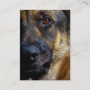 Oeil des cartes de visite de berger