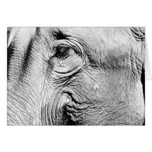 Oeil des éléphants, 2017