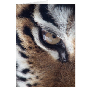 OEil d'un tigre