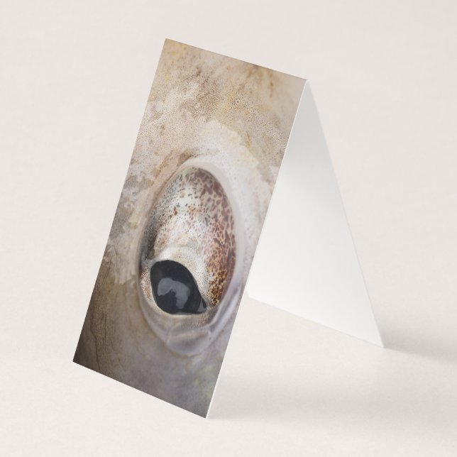 OEil octopique (Back)