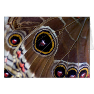 OEil papillon