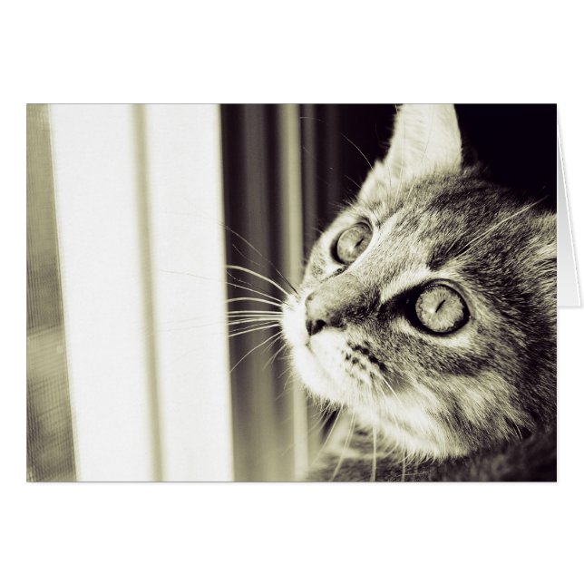 Oeil voir les étoiles en noir et blanc (Devant horizontal)