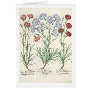 Oeillets : albo multiplex du flore 1.Caryophyllus