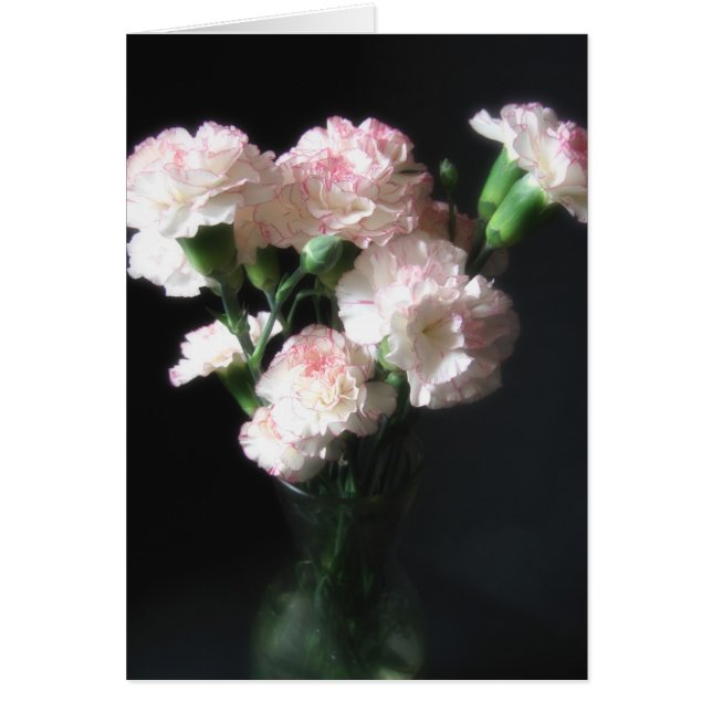 Oeillets presque blancs 2 (Devant)