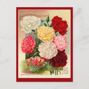 Oeillets Vintage Seed Packet Art sur cartes