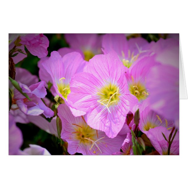 Oenothère biennale (Devant horizontal)