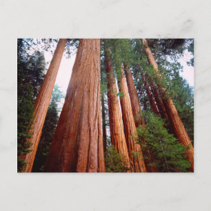 Oerbomen van de Sequoia Redwood Briefkaart
