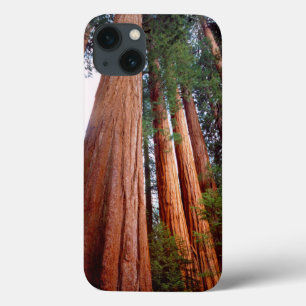 Oerbomen van de Sequoia Redwood iPhone 13 Hoesje