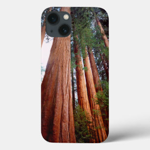 Oerbomen van de Sequoia Redwood iPhone 13 Hoesje