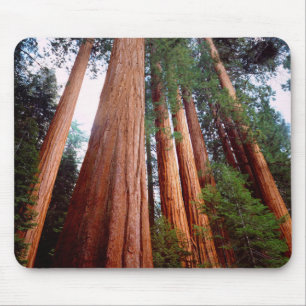 Oerbomen van de Sequoia Redwood Muismat