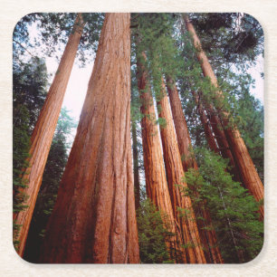 Oerbomen van de Sequoia Redwood Vierkante Kartonnen Onderzetter