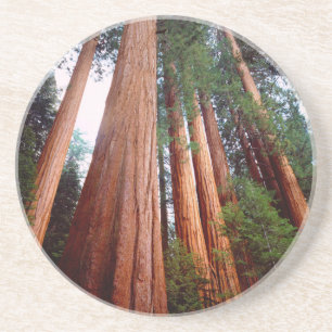 Oerbomen van de Sequoia Redwood Zandsteen Onderzetter