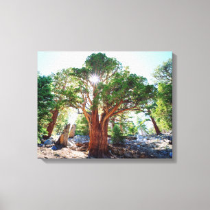 Oeroude jeneverbesboom in de Sierra Nevada Canvas Afdruk