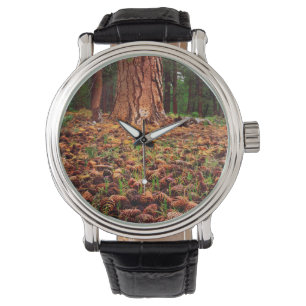 Oeroude Ponderosa boom met dennenappels Horloge