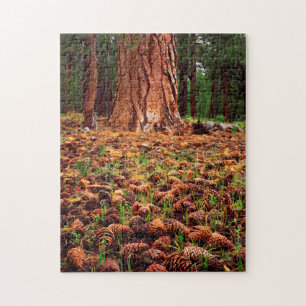 Oeroude Ponderosa boom met pijnappels Legpuzzel
