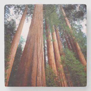 Oeroude sequoia-redwoodbomen stenen onderzetter