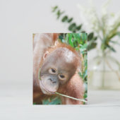Oerwoud Dental Floss Orangutan op het eiland Borne Briefkaart (Staand voorkant)