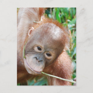 Oerwoud Dental Floss Orangutan op het eiland Borne Briefkaart