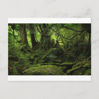 Oerwoud Forest of Moss Briefkaart