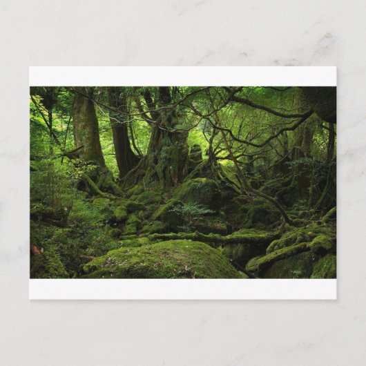 Oerwoud Forest of Moss Briefkaart (Voorkant)