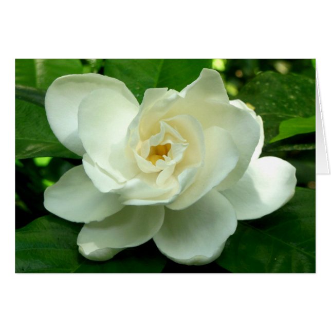 Oerwoud Gardenia (Voorkant Horizontaal)