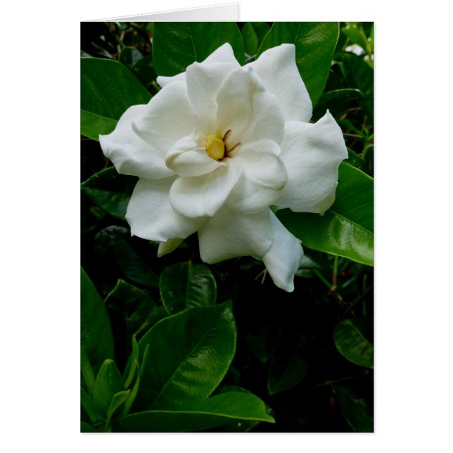 Oerwoud Gardenia (Voorkant)
