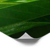 Oerwoud Gardenia Poster (Hoek)