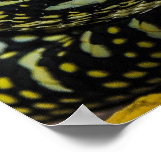 Oerwoud tapijt Python Snake Poster (Hoek)