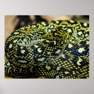 Oerwoud tapijt Python Snake Poster
